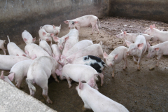 Ghanaian Partner's Piggery