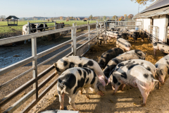 International Partner's Piggery