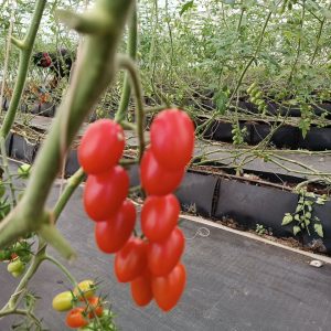IMG-20230514-WA0011