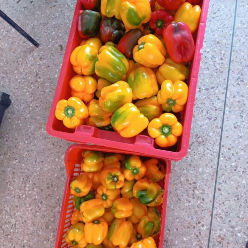 IMG-20230530-WA0060